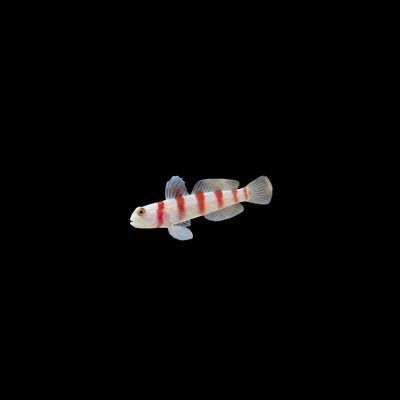 Wide-barred Prawn Goby (Amblyeleotris Latifasciata)