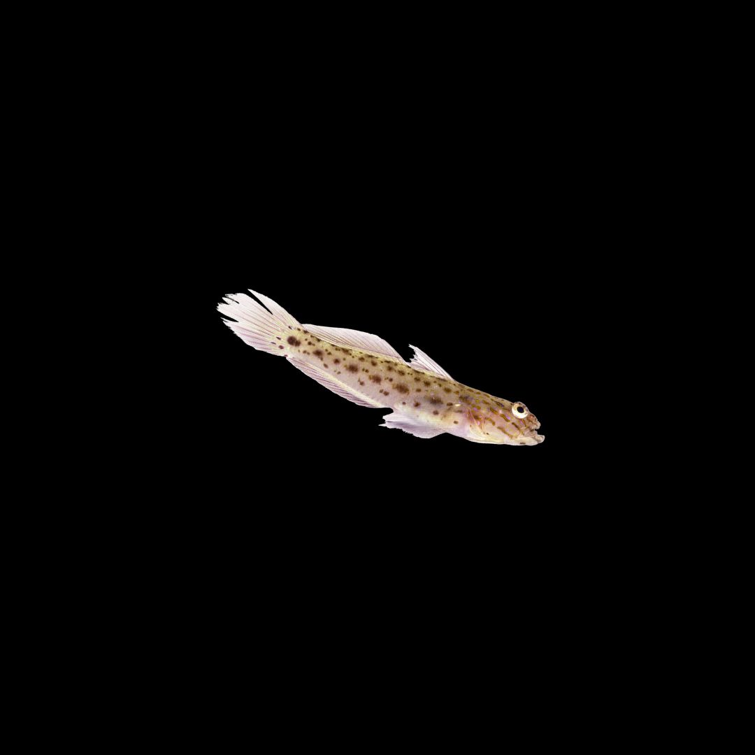 Fierce Shrimpgoby (Ctenogobius Feroculus)