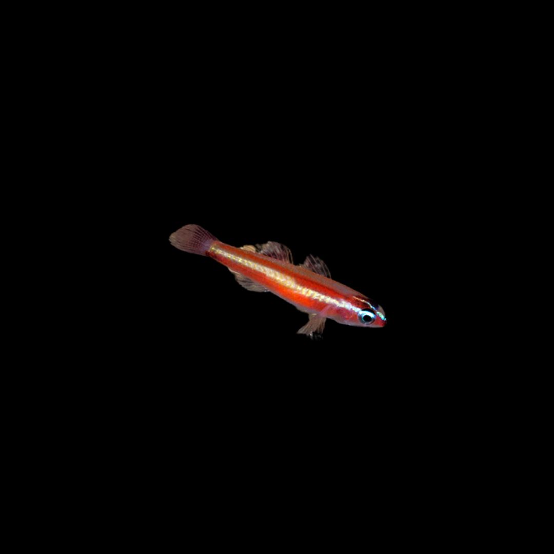 Two Stripe Pygmy Goby (Eviota Bifasciata)