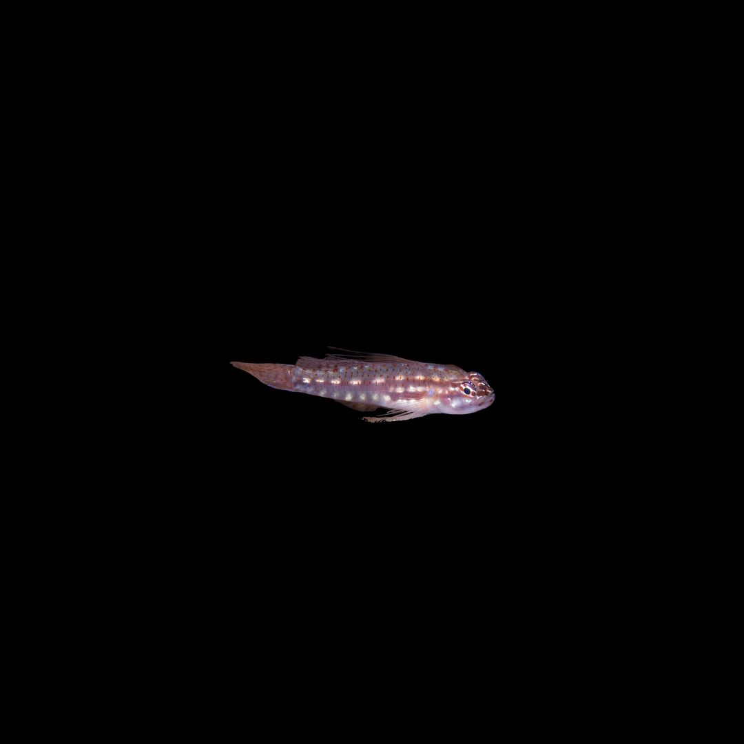 Hairfin Dwarf Goby (Eviota Prasites)