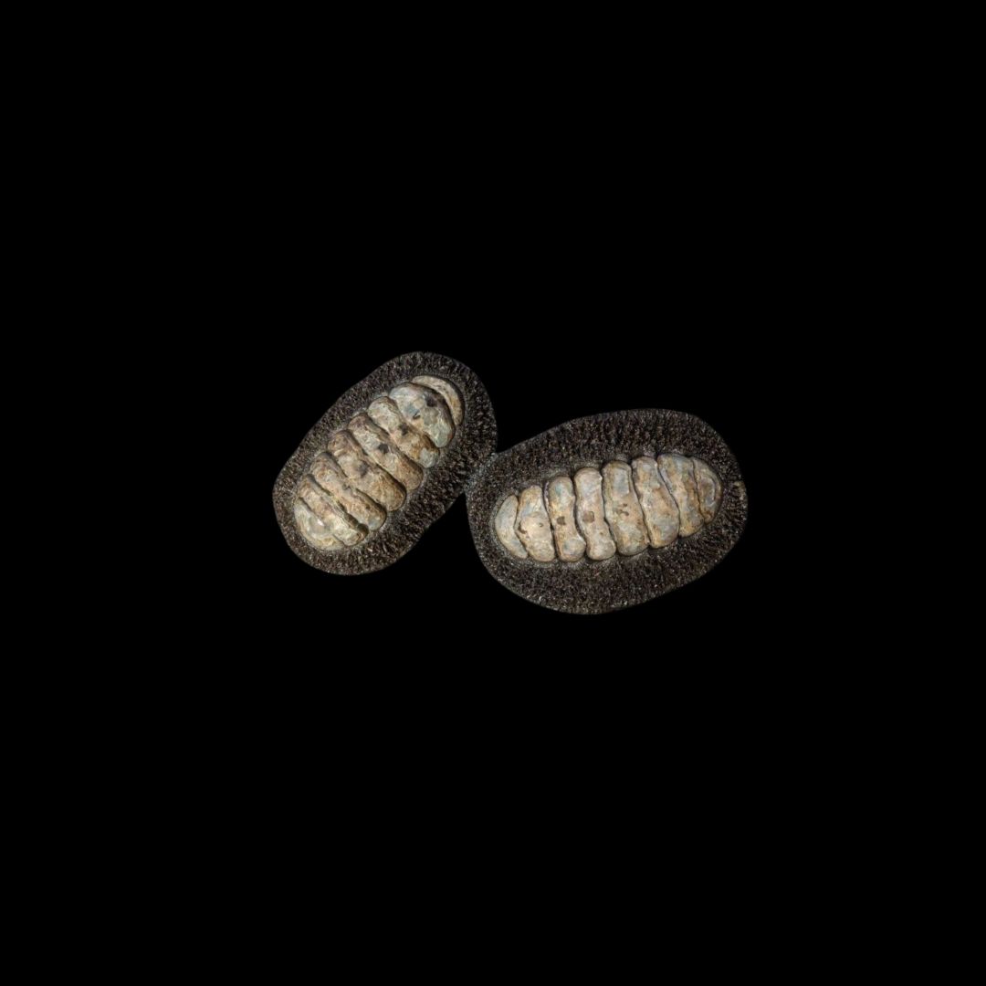 Jewelled Chiton (Acanthopleura Gemmata)