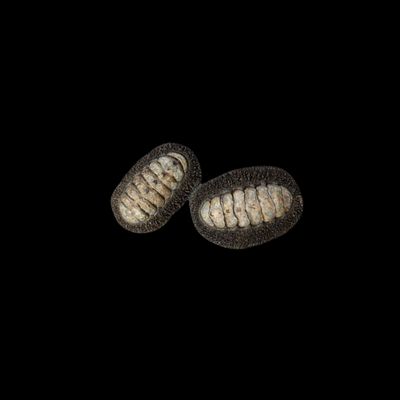 Jewelled Chiton (Acanthopleura Gemmata)