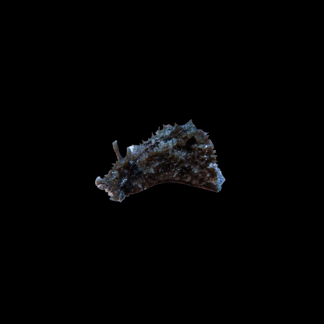 Black Sea hare (Dolabella Auricularia Black)