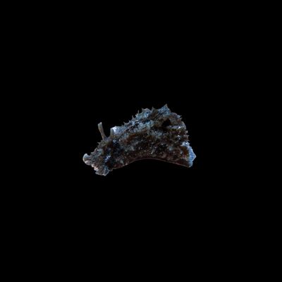 Black Sea hare (Dolabella Auricularia Black)