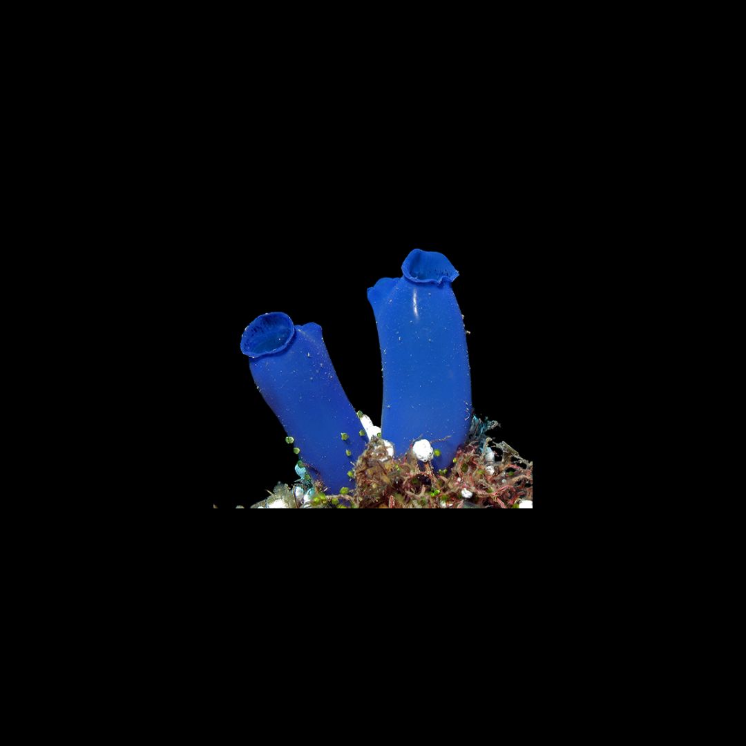 Blue Sea Squirt (Clavelina Caerulea)