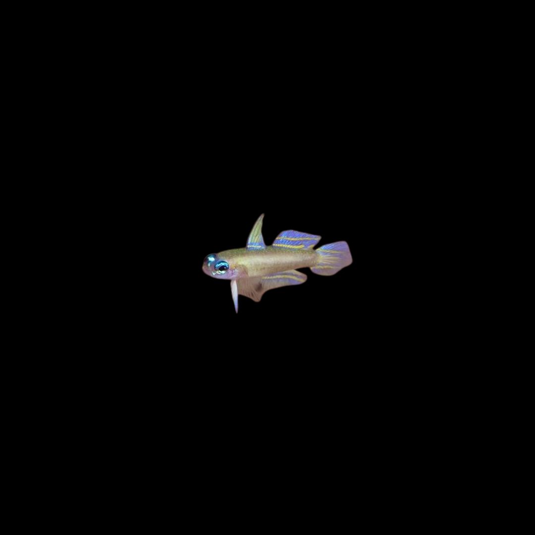 Sarah's Fairy Goby (Tryssogobius Sarah)