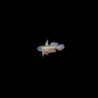 Sarah's Fairy Goby (Tryssogobius Sarah)