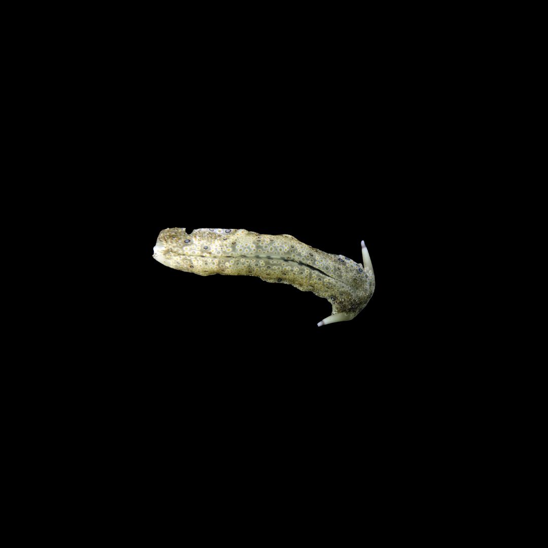 Detritus Eating Nudibranch (Plakobranchus ocellatus)