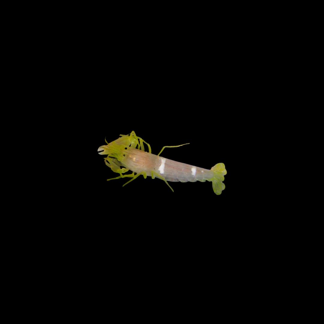 Yellow Pistol Shrimp (Alpheus Ochrostriatus)