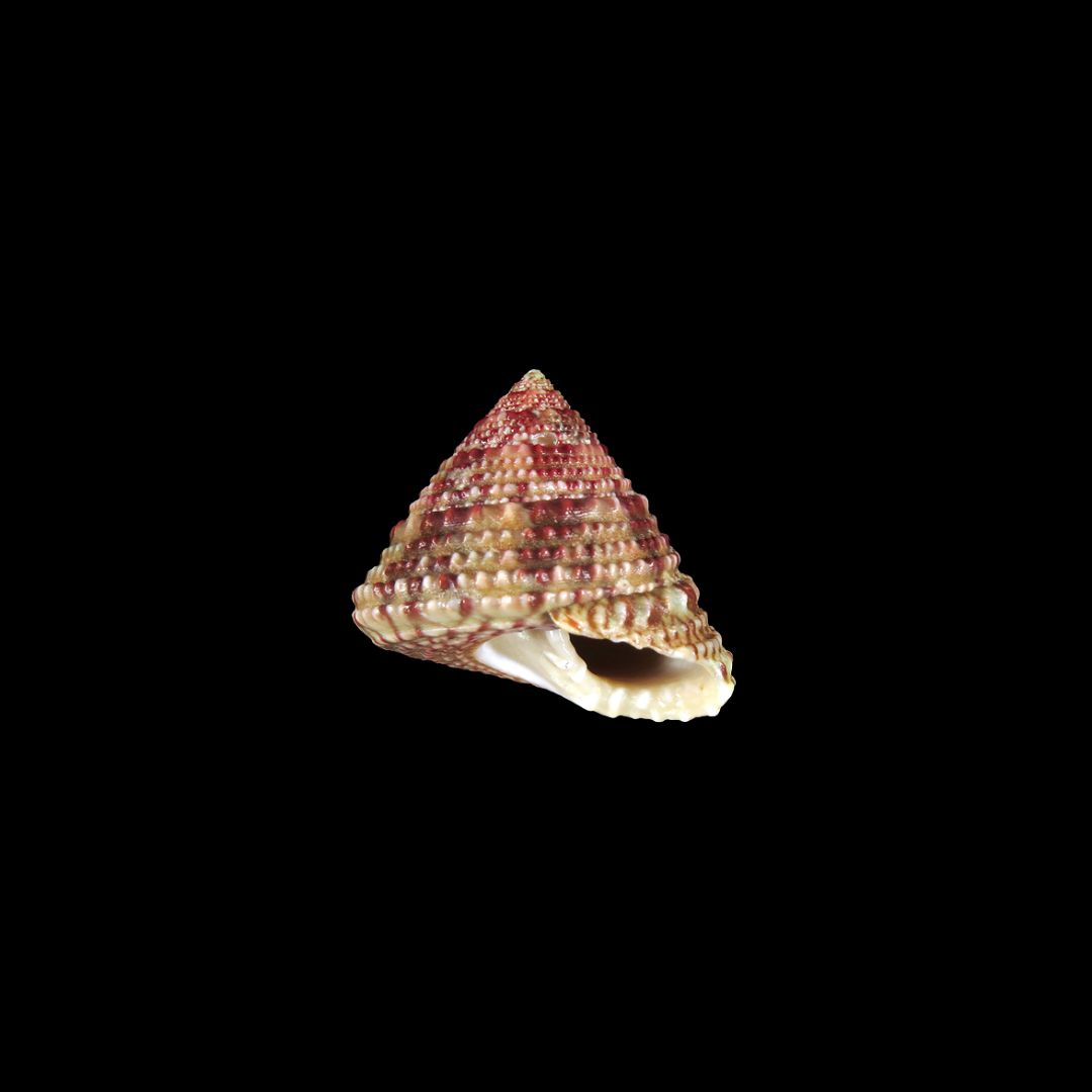 Flamed Trochus (Tectus Virgatus)