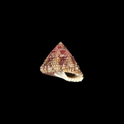 Flamed Trochus (Tectus Virgatus)