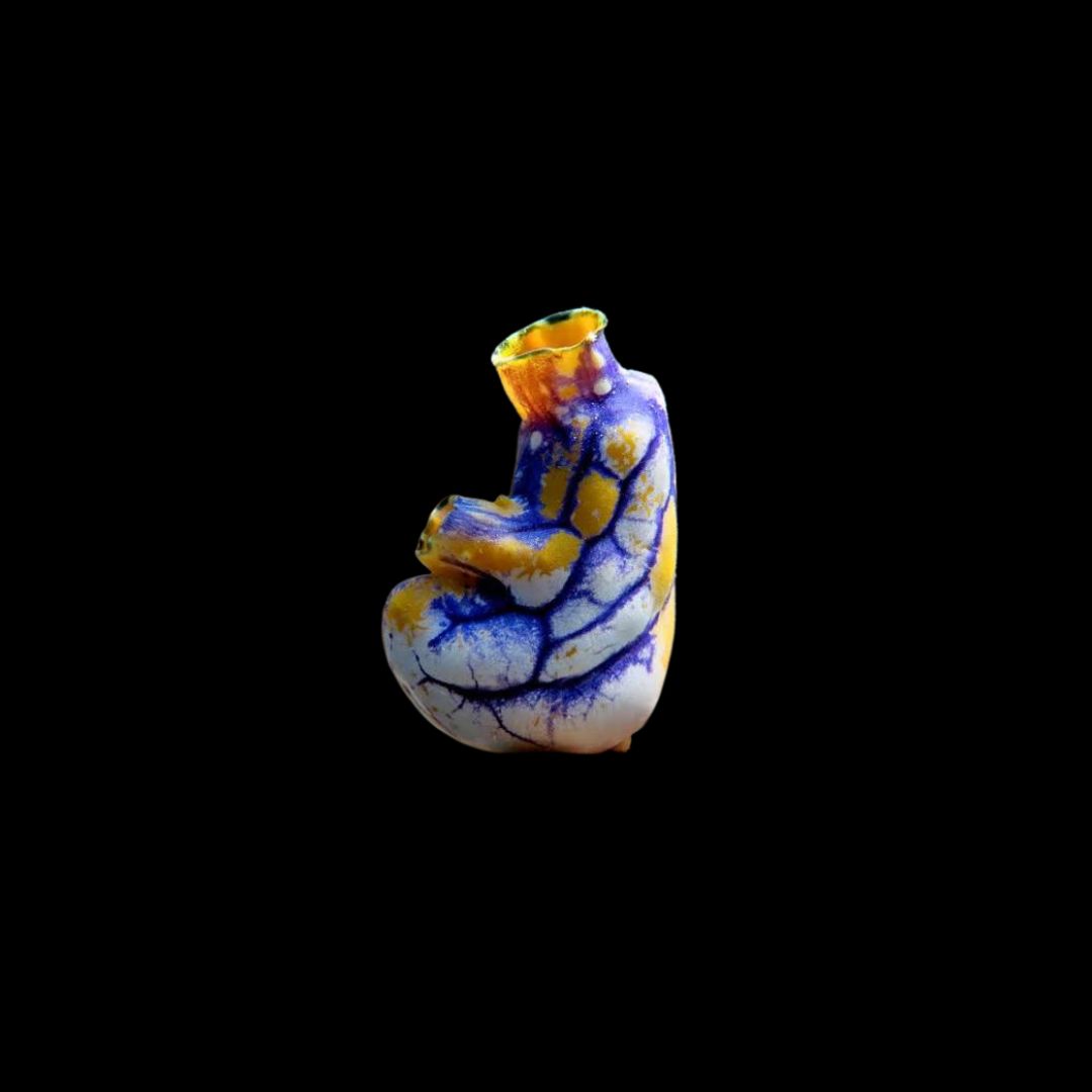 Goldmouth Sea Squirt (Polycarpa Aurata)