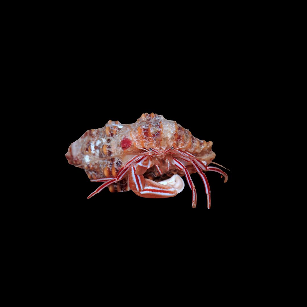 Zebra Hermit Crab (Pylopaguropsis zebra)
