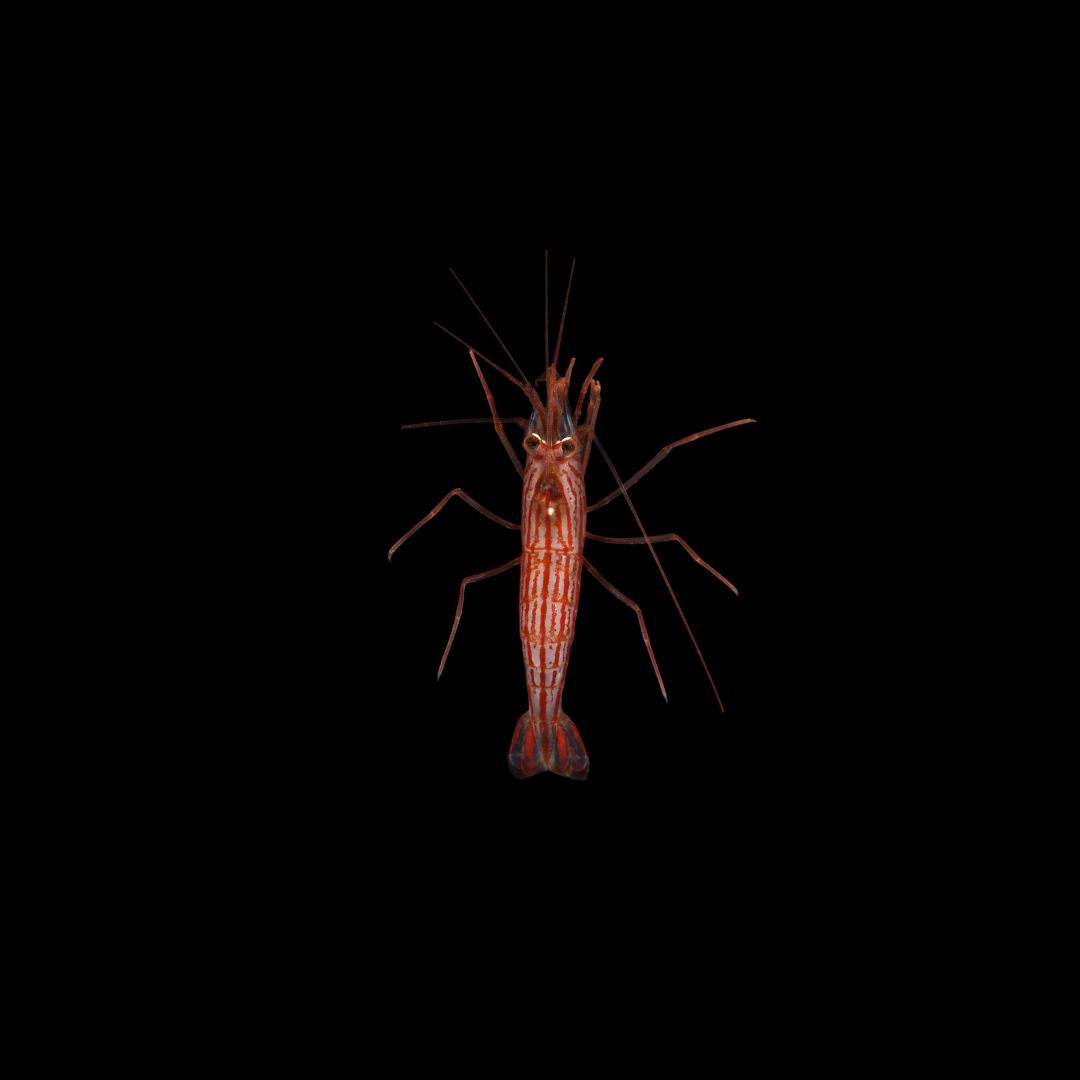 Vittata Peppermint Shrimp (Lysmata Vittata)