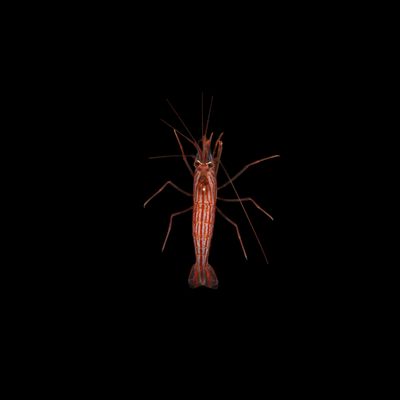 Vittata Peppermint Shrimp (Lysmata Vittata)