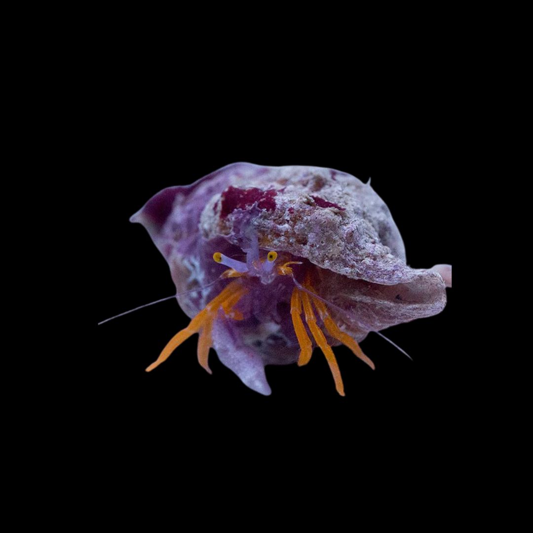 Purple Claw Orange Hermit Crab (Pylopaguropsis Speciosa)