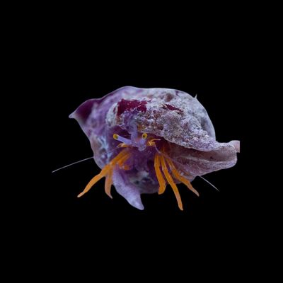 Purple Claw Orange Hermit Crab (Pylopaguropsis Speciosa)