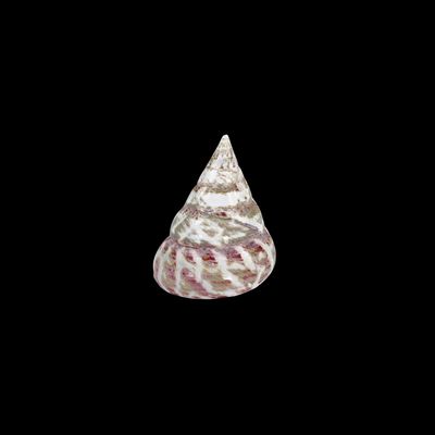 Strawberry Trochus Snail XL (Tectus Conus)