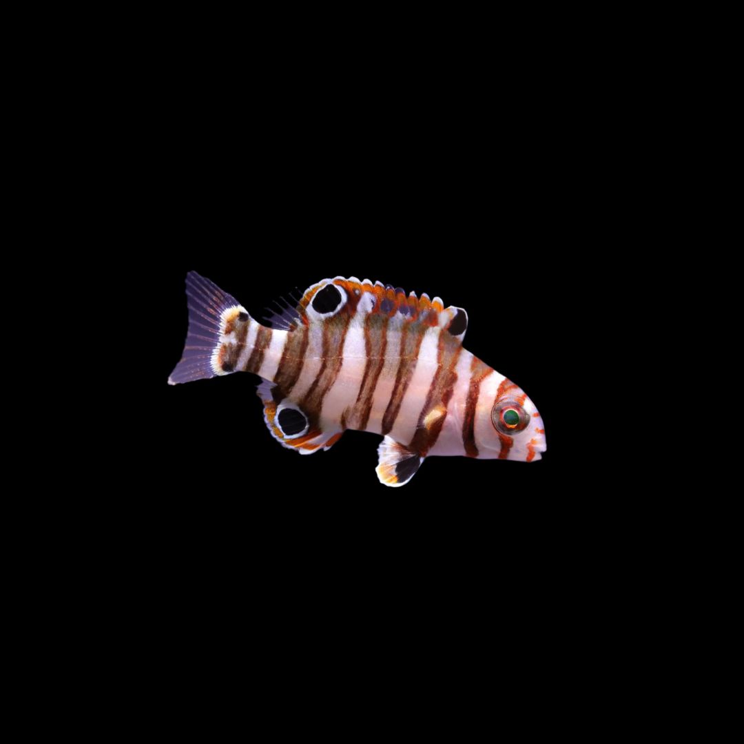 Harlequin Tusk - Juvenile (Xanthichthys Auromarginatus)