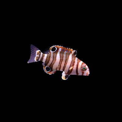 Harlequin Tusk - Juvenile (Xanthichthys Auromarginatus)