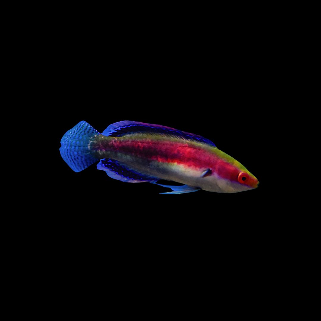 Katherine Fairy Wrasse - Male (Cirrhilabrus Katherinae)