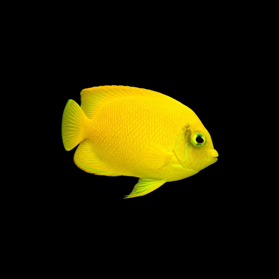 Herald's Angel (Centropyge Heraldi)