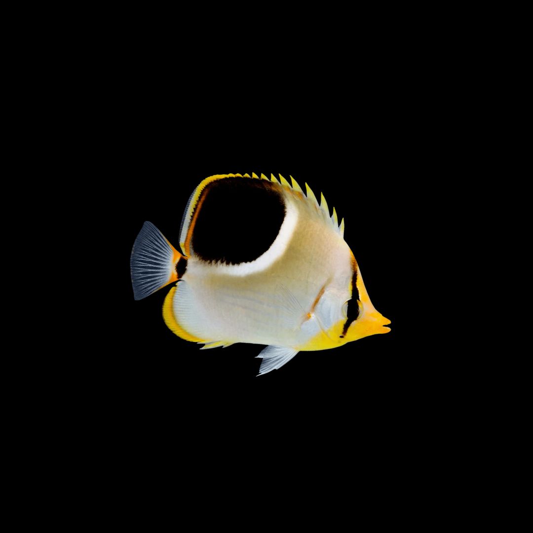 Saddleback Butterfly (Ctenochaetus Binotatus)