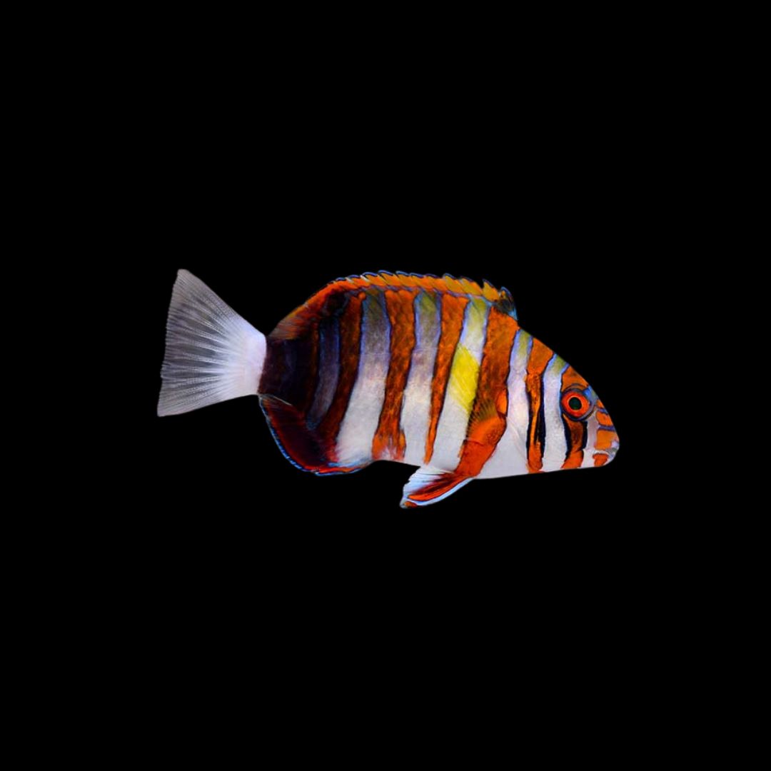 Harlequin Tusk - Adult (Xanthichthys Auromarginatus)