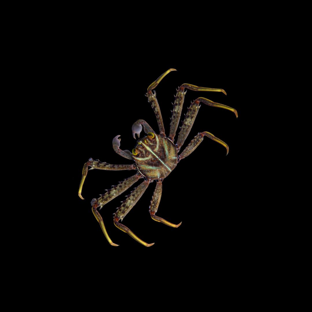 Sally Lightfoot Crab (Percnon Planissimum)