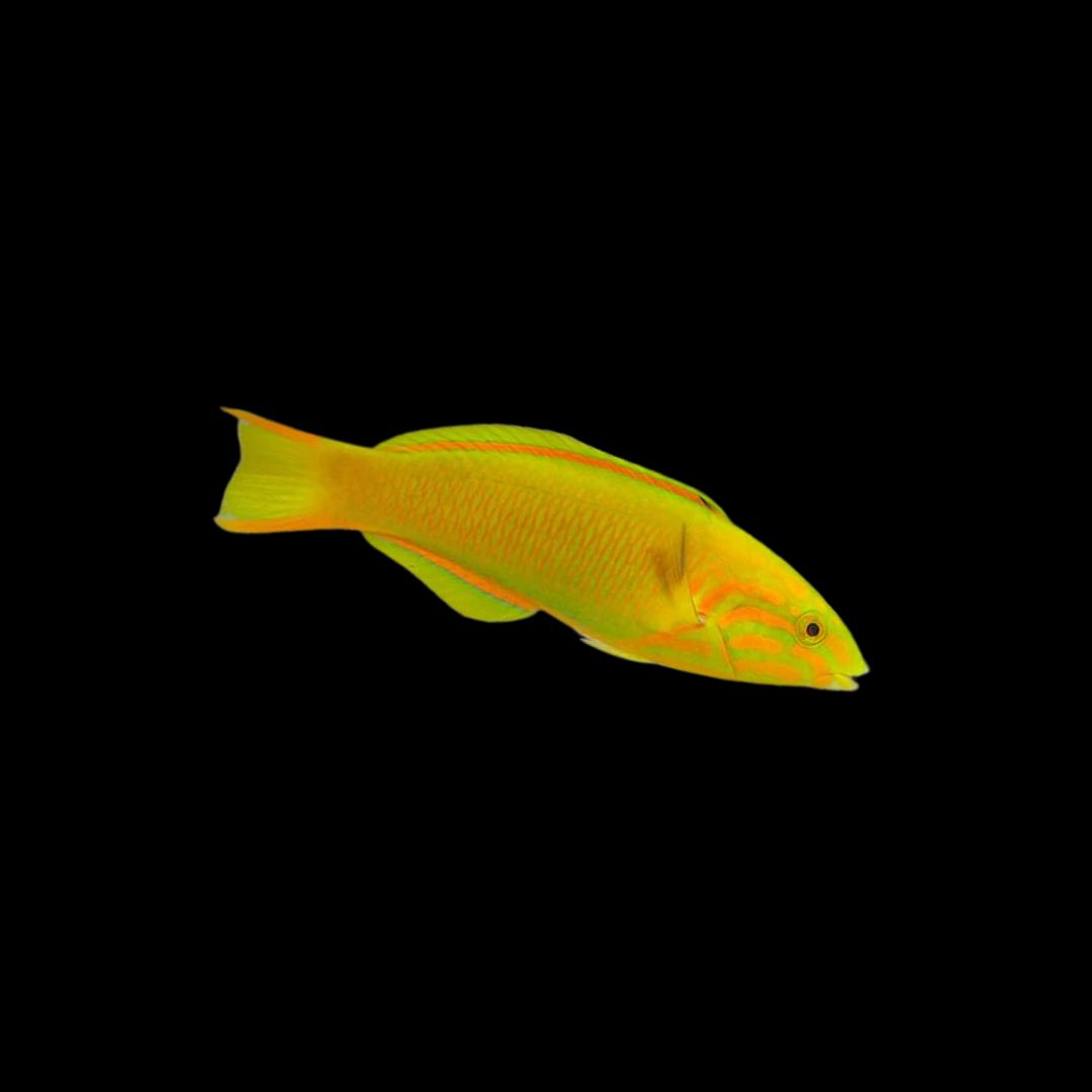 Sunset Wrasse - Female (Thalassoma Lutescens)