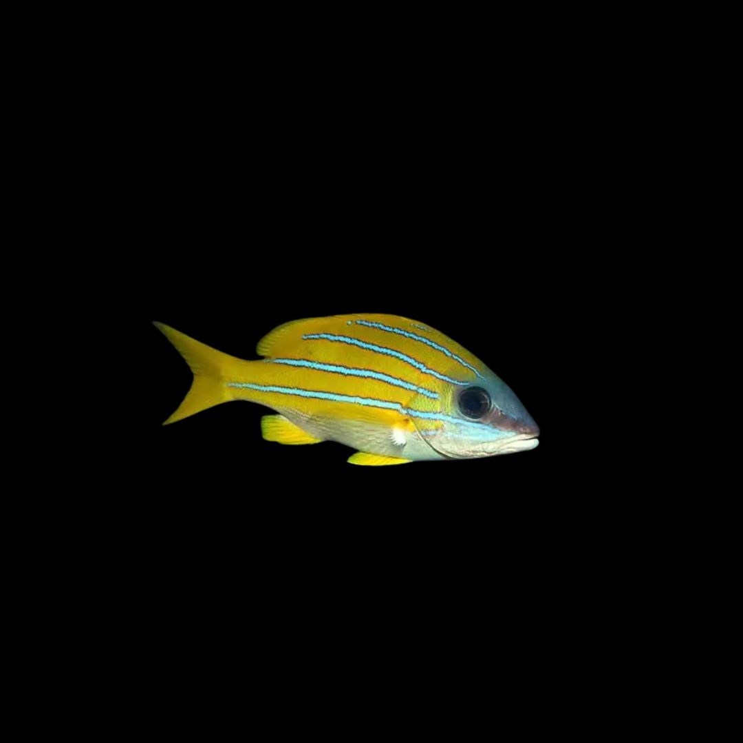 Bluestripe Snapper (Lutjanus Kasmira)