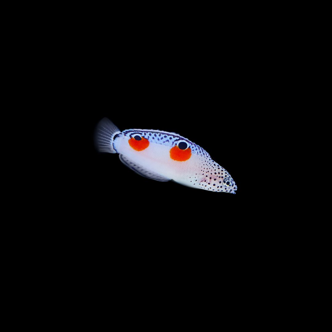 Twin Spot Wrasse - Small (Coris Angulata)