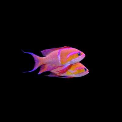 White Bar Anthias - Rare (Pseudanthias Leucozonus)