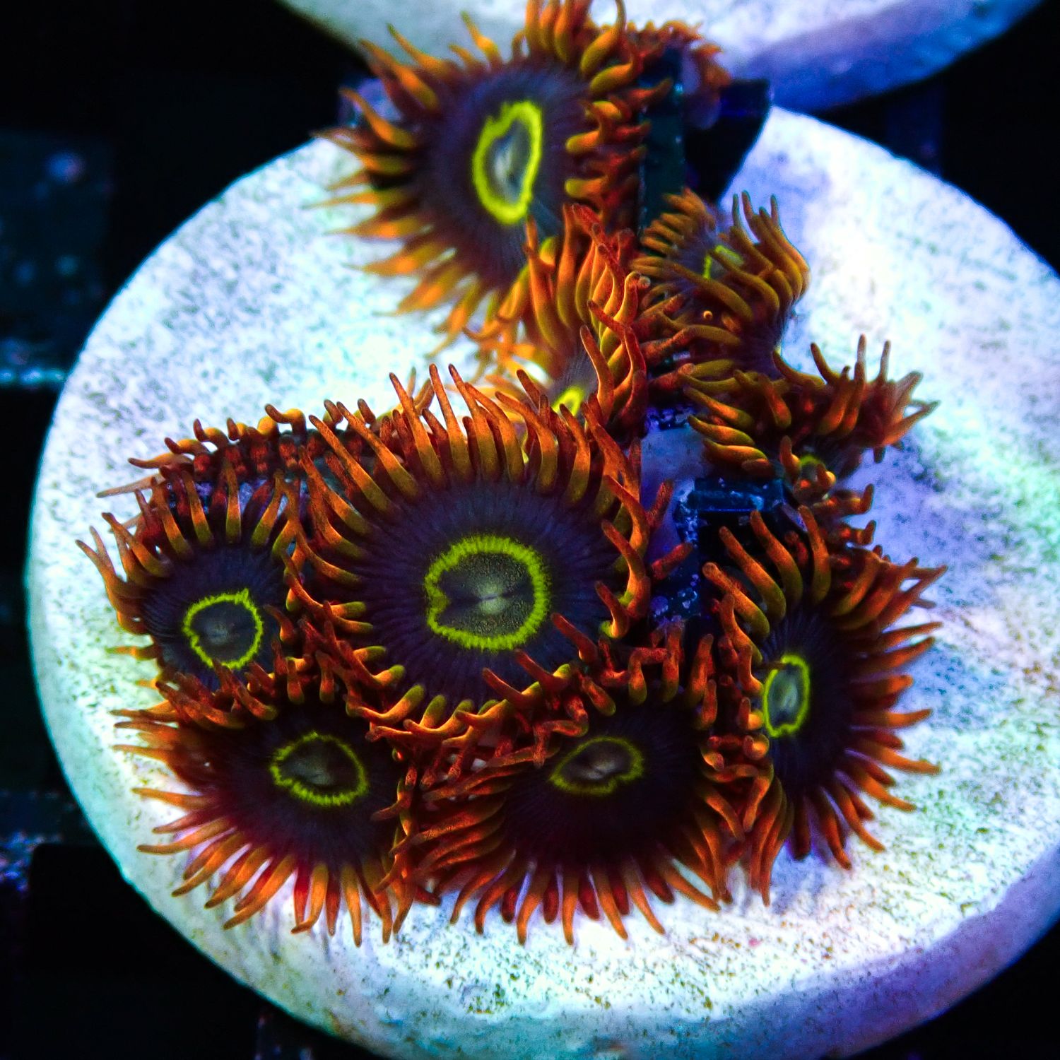 Rainbow Hornet - 5+ Polyp Frag (Zoanthid Sp.)