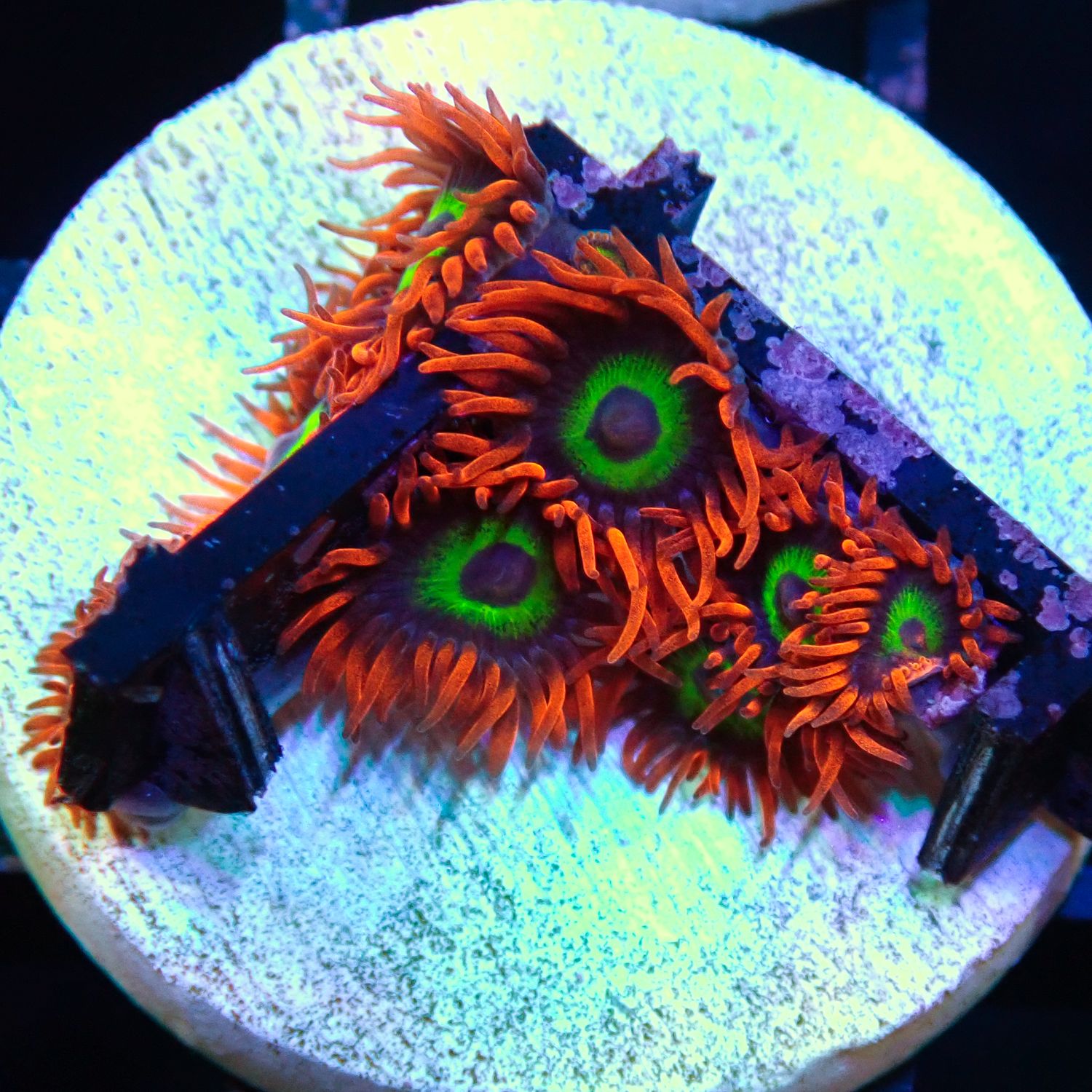Vegas Strips - 5+ Polyp Frags (Zoanthid Sp.)