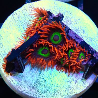Vegas Strips - 5+ Polyp Frags (Zoanthid Sp.)