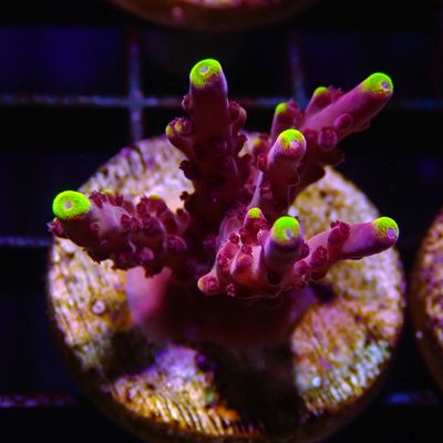 JF Fox Flame Acropora - Frag (Acropora Sp.)