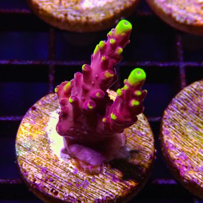 JF Fox Flame Acropora - Frag (Acropora Sp.)