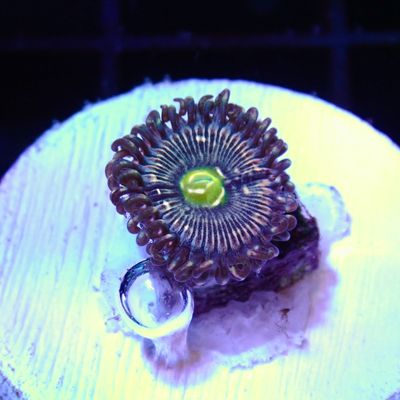 Miku Freak - Per Polyp (Zoanthid Sp.