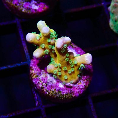 RRC Tropicana - Frag (Anacropora Sp.)
