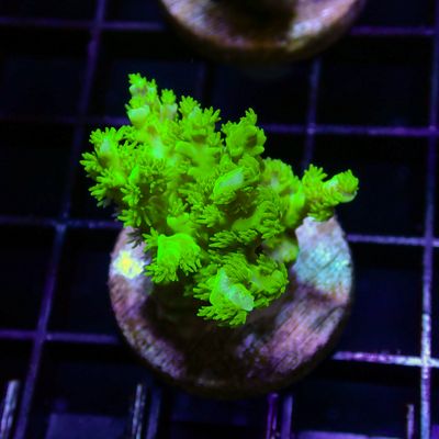RR Marvin The Martian - Frag (Acropora Sp.)