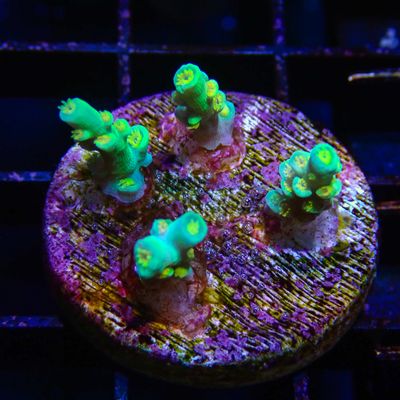 RR Orange Passion - Frag (Acropora Tenuis)