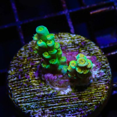 RR Orange Passion - Frag (Acropora Tenuis)