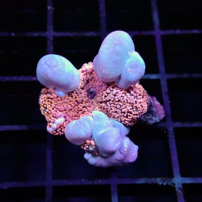 Interstellar Bounce - Pink WYSIWYG 1(Ricordea Yuma)