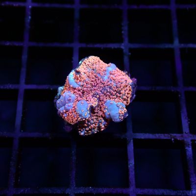 Interstellar Bounce - Pink WYSIWYG 2(Ricordea Yuma)