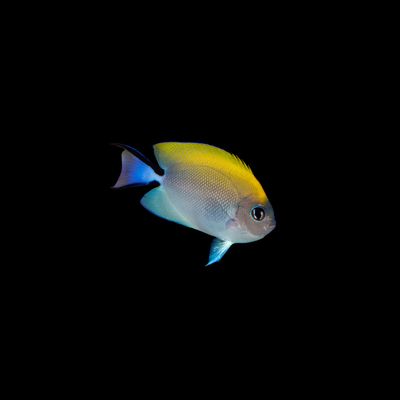 Spotbreast Angel - Female (Genicanthus Melanospilos)
