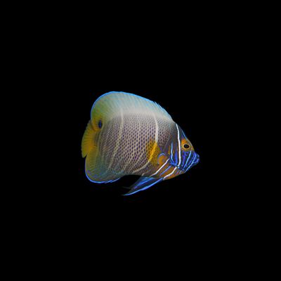 Blueface Angelfish - Half Adult (Genicanthus Melanospilos)