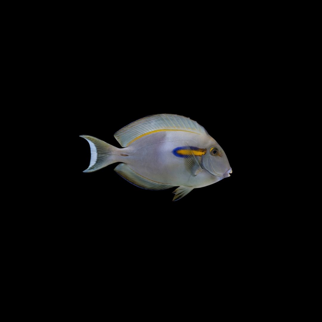 Orange Shoulder Tang (Acanthurus Olivaceous)