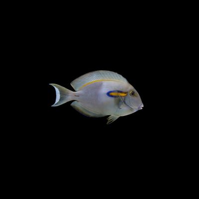 Orange Shoulder Tang (Acanthurus Olivaceous)