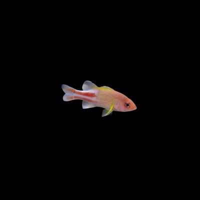Many Line Basslet (Liopropoma Multilineatum)
